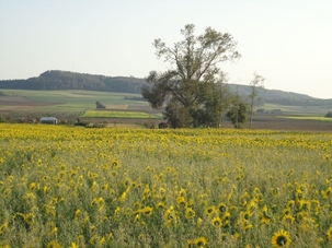 Sonnenblumenfeld bei Bühl